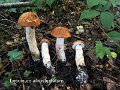 Leccinum albostipitatum-amf331